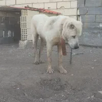 سگ الابای|سگ|چورزق, |دیوار