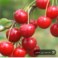 خریدار آلوبالوی ریز هستم