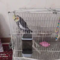 سلام یک عدد عروس هلندی نر سخنگو