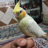 عروس هلندی جفت مولد لویتنو