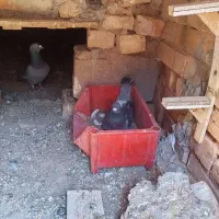 کفتر
