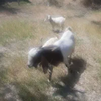 تگه پاکستانی