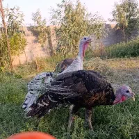 بوقلمون