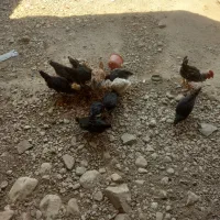 جوجه‌محلی