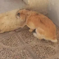 خرگوش لپ زیبا