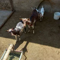حیوانات