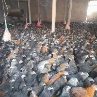 جوجه مرغ بومی جهادی گلپایگانی بلک استار تخمگذار۷۰ر