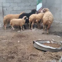گوسفند زنده