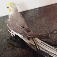 عروس هلندی