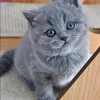 بچه گربه رنگ بلو