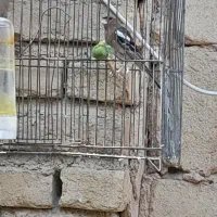 سهره ج ن گ ل ی نر با قفس معاوضه سهره
