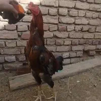 خروس لاری