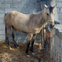 فروش اسب فوری