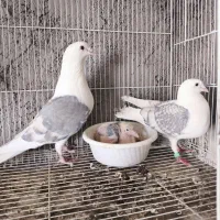 پشت گراف جفت گاه کویتی