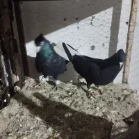کفتر زاغ دم سفیدوکلاغ سرخ