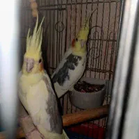 عروس هلندی