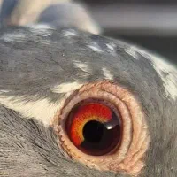 آستعلام کبوتران عراق وغیره