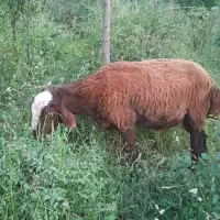 بره نر توقلی