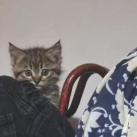 بچه گربه