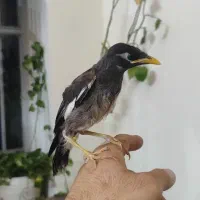 مرغ مینا