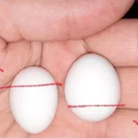 تخم‌عروس‌هلندی