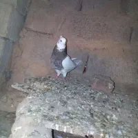 کبوتر|پرنده|حمیدیه, |دیوار