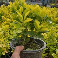 شمشاد طلایی و سبز