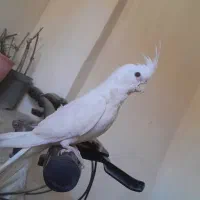 عروس هلندی