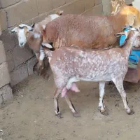 کهره نزار و بره