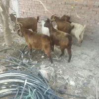 گوسفند