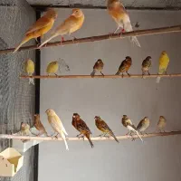 قناری|پرنده|دماوند, دماوند|دیوار