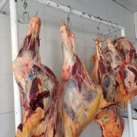 گوشت گوساله موجود