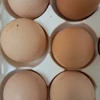 تخم مرغ تازه تازه محلی