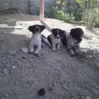 توله سگ
