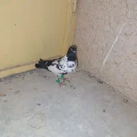 دورگ نر