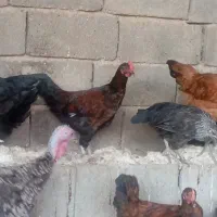 جوجه خروس