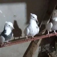 ‌طوقی کبوتر