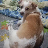 سگ نرو ماده نژاد اشپیتز