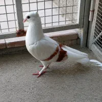 دوکت دونه ۷۰۰