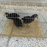 جوجه