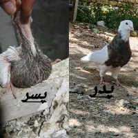 طوقی اجری تعدا ۲۰تا