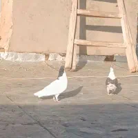 جفت نر ماده خال پشتی مامعلع هم مکنم