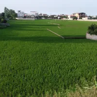 برنج ایرانی