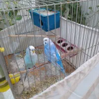مرغ عشق