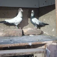 سوکسی بزک