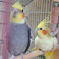 عروس هلندی جفت