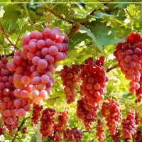کود ارگانیک به قیمت درب کارخانه