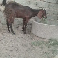 سلام دوستان بزمری شیری دوقلوزا چخ چخی بفروش میرسد