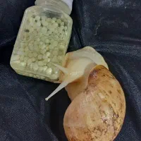 مکمل تخم ریزی حلزون