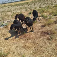 پنج عدد میش قره قزل افشار